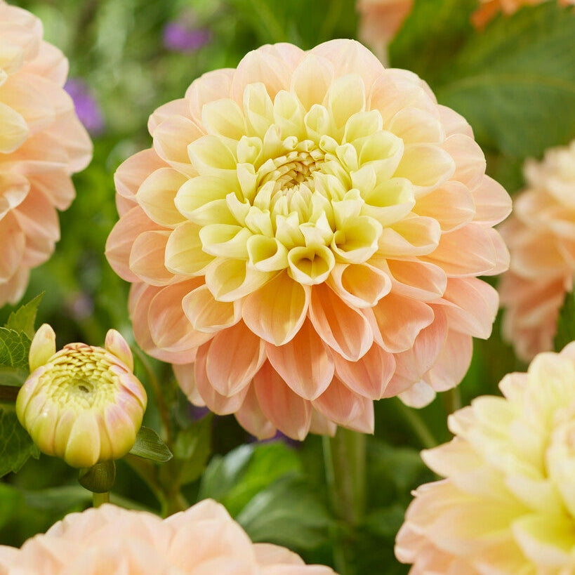 Dahlia Dekorativ Honey Dew 1-pack NYHET